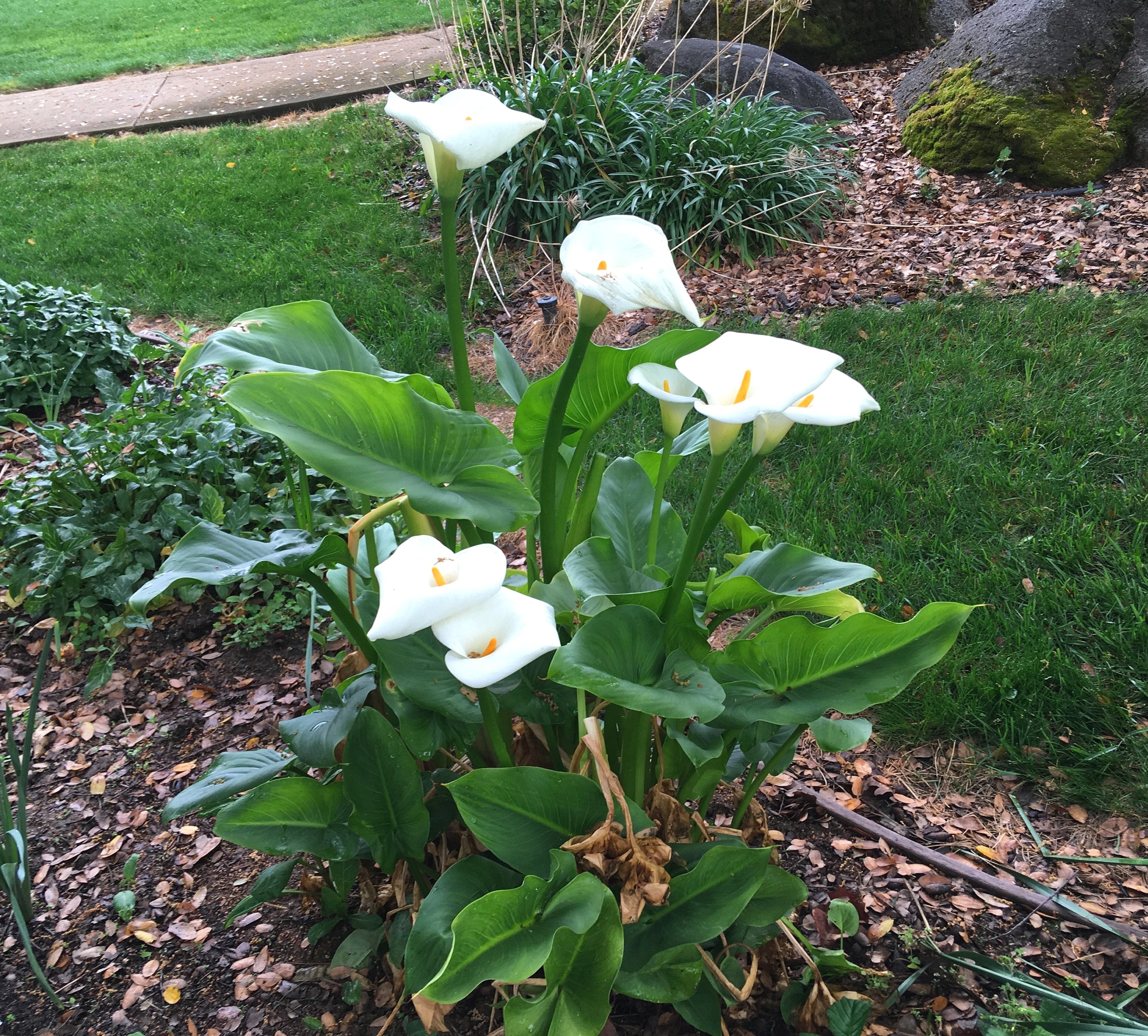 Large Calla Lily, White Arum Lily, Zantedeschia aethiopica, long-lasting flowers for home or garden, easy to grow, tropical POTTED PLANT