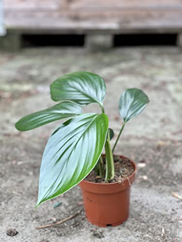 Dragon Tail Plant - 4 Inch Pot - Rhaphidophora Decursiva