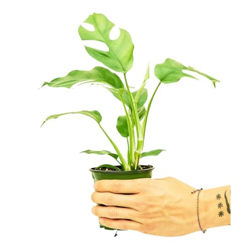 Mini Monstera Houseplant - Easy Care!