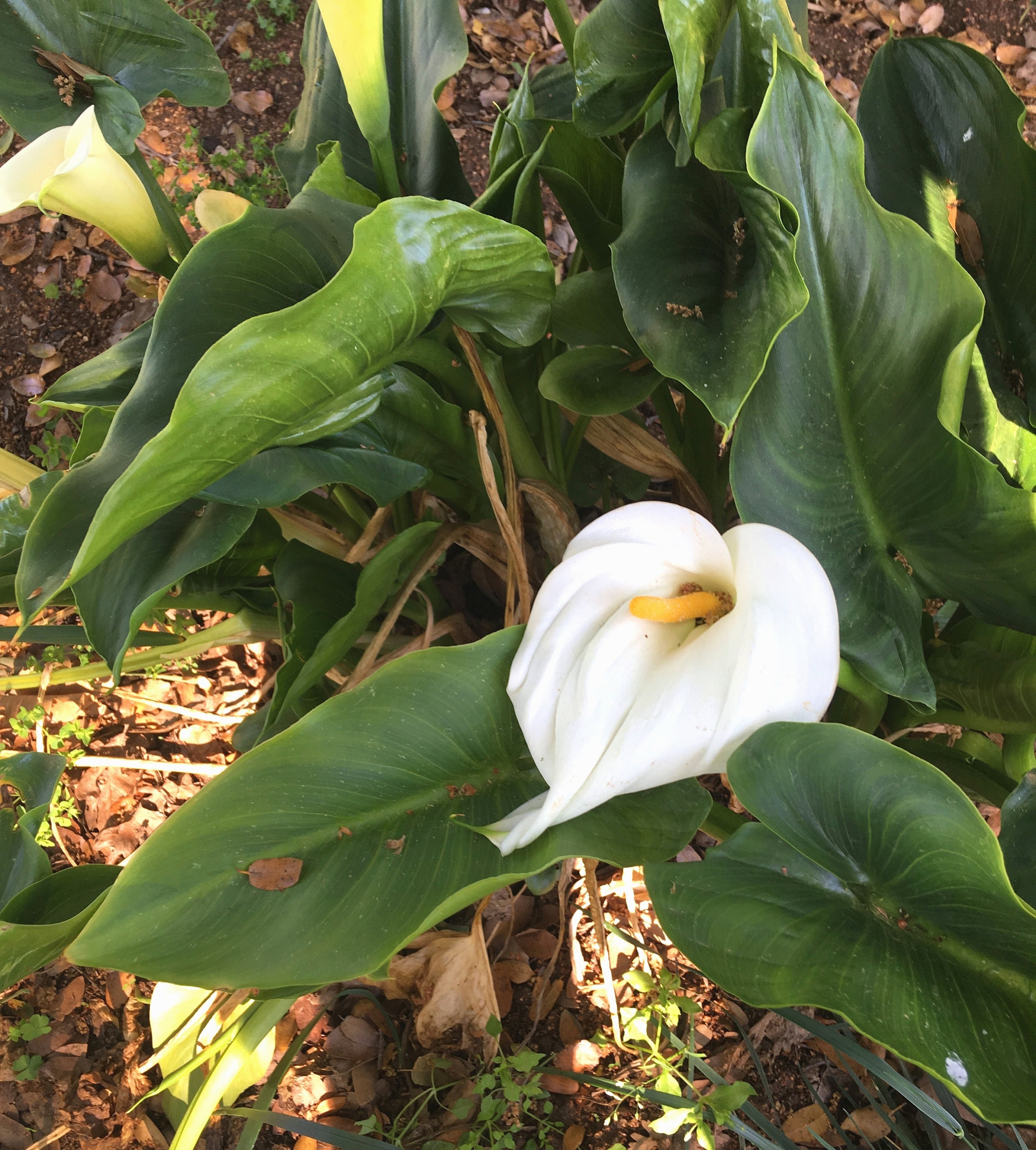 Large Calla Lily, White Arum Lily, Zantedeschia aethiopica, long-lasting flowers for home or garden, easy to grow, tropical POTTED PLANT