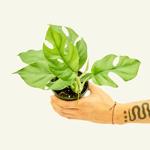Mini Monstera Houseplant - Easy Care!