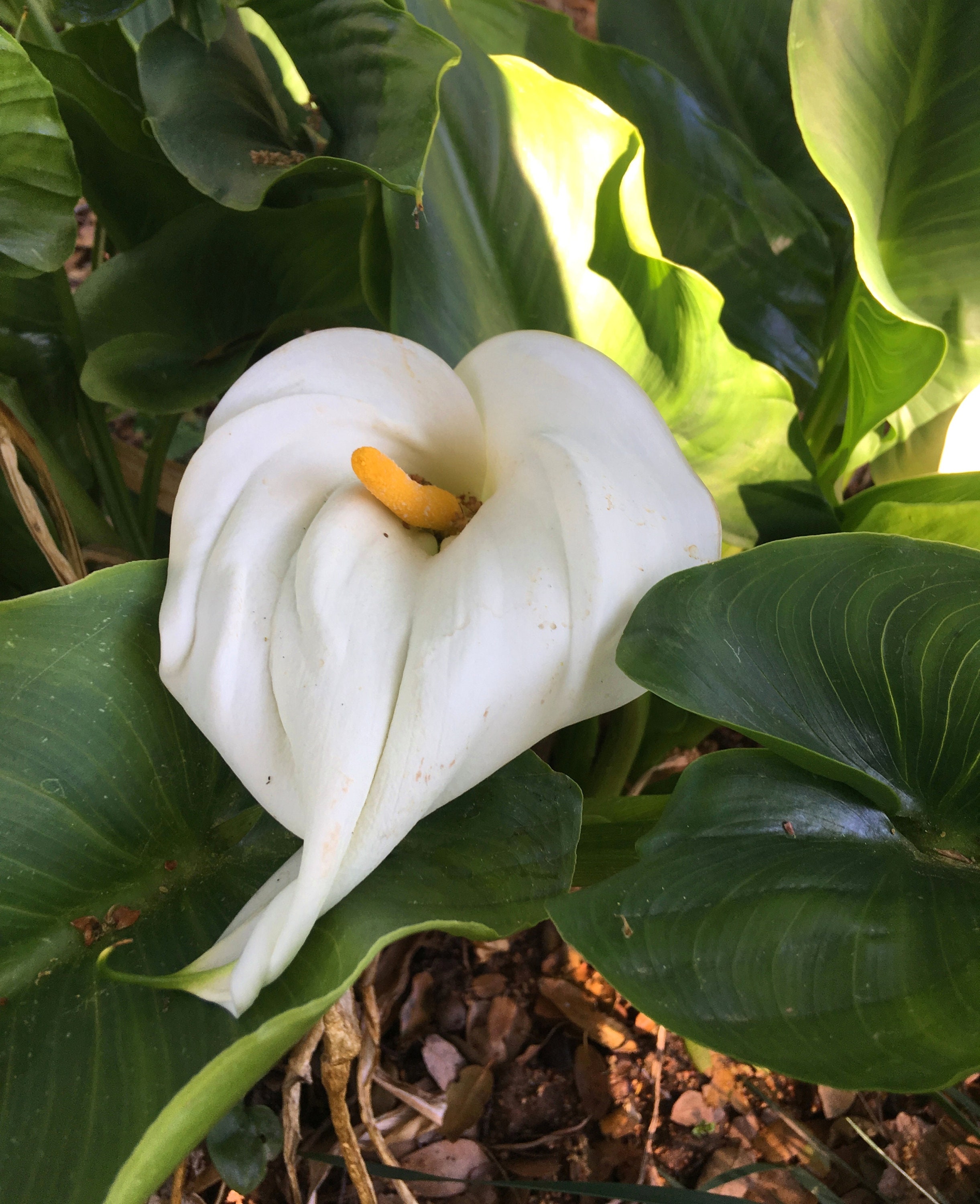 Large Calla Lily, White Arum Lily, Zantedeschia aethiopica, long-lasting flowers for home or garden, easy to grow, tropical POTTED PLANT