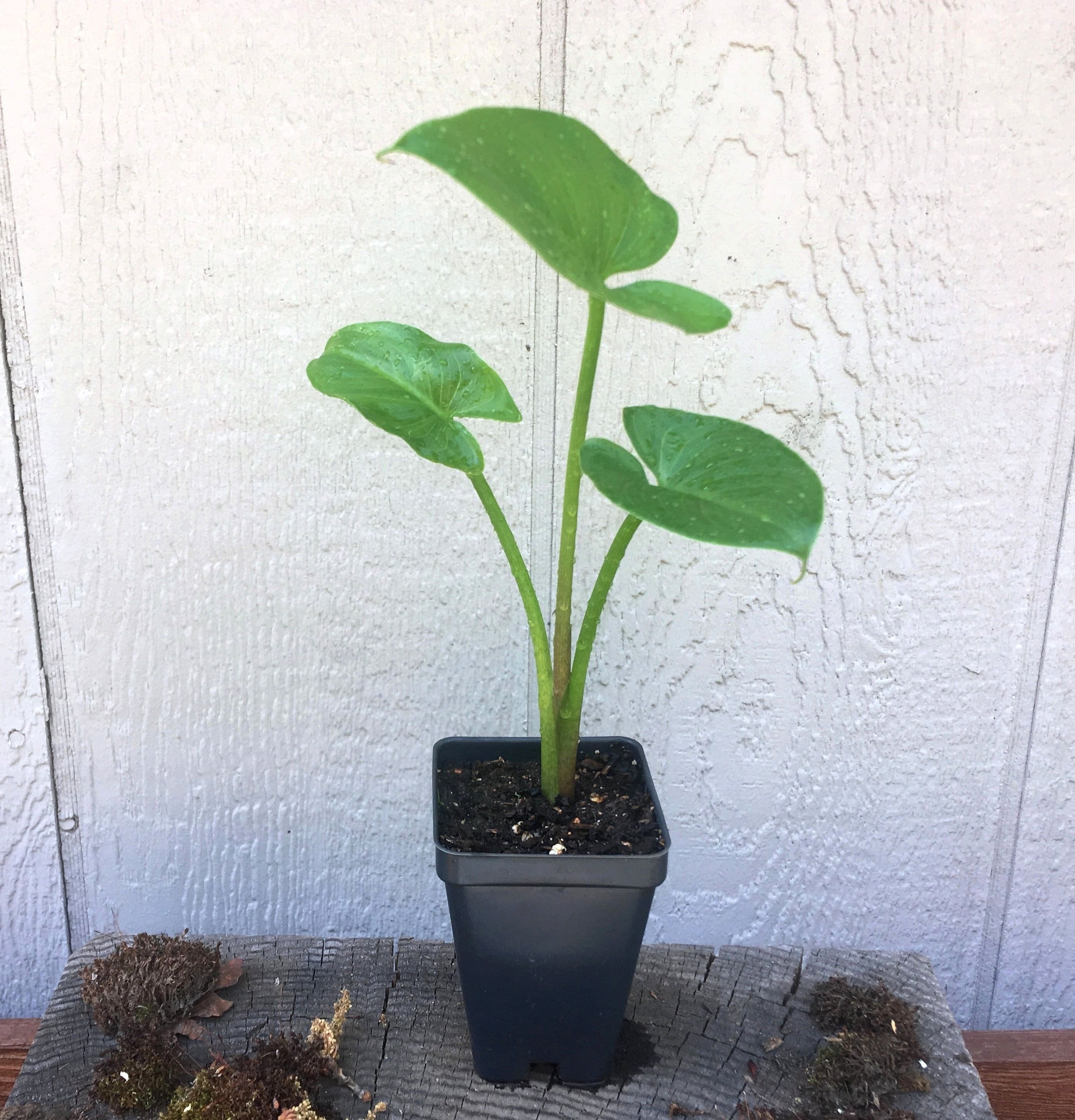 Large Calla Lily, White Arum Lily, Zantedeschia aethiopica, long-lasting flowers for home or garden, easy to grow, tropical POTTED PLANT