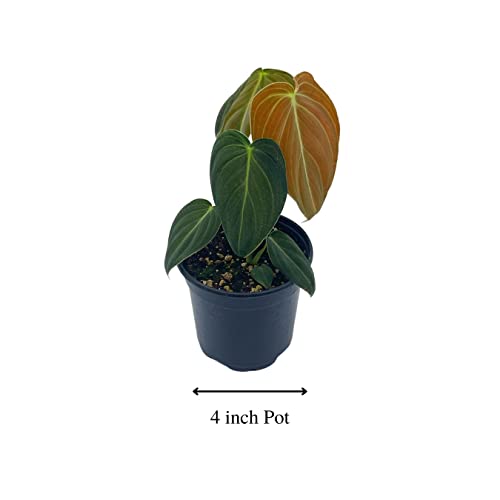 Black Gold Philo, 4 inch Philodendron melanochrysum, Very Rare houseplant