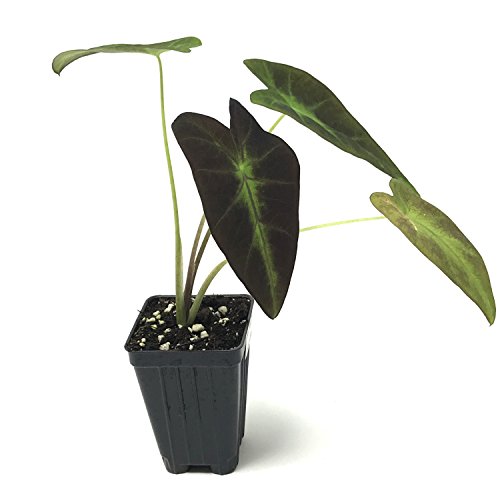 Black Beauty Elephant Ear Plant - Colocasia Antiquorum