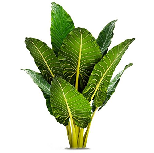 Calidora Elephant Ear (Persian Palm) Live Plant - Alocasia