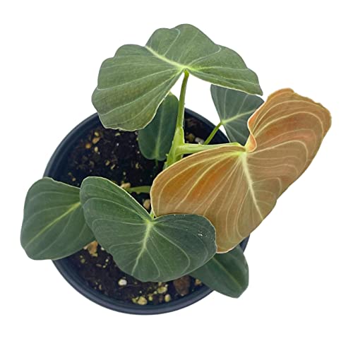 Black Gold Philo, 4 inch Philodendron melanochrysum, Very Rare houseplant