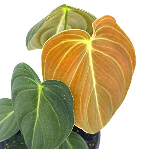 Black Gold Philo, 4 inch Philodendron melanochrysum, Very Rare houseplant