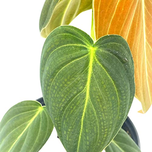 Black Gold Philo, 4 inch Philodendron melanochrysum, Very Rare houseplant