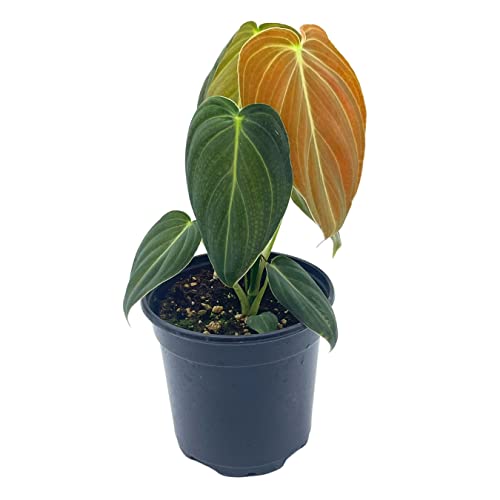 Black Gold Philo, 4 inch Philodendron melanochrysum, Very Rare houseplant
