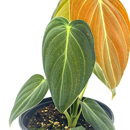 Black Gold Philo, 4 inch Philodendron melanochrysum, Very Rare houseplant