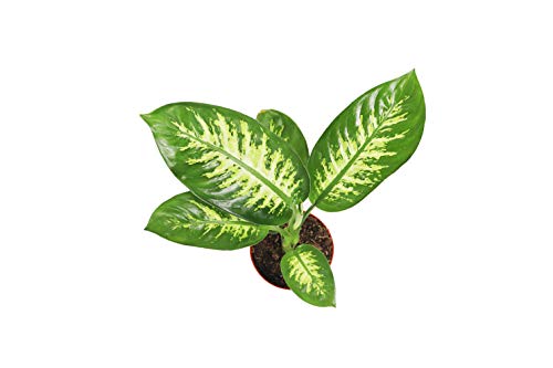 Dieffenbachia Compacta (Tropical Snow) - 6'' from California Tropicals