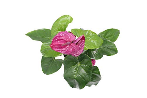 Purple Anthurium - 6" from California Tropicals