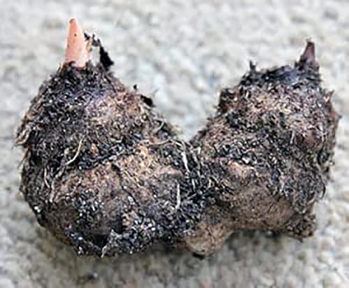 White Caladium - Dwarf Candidum - Top Roots