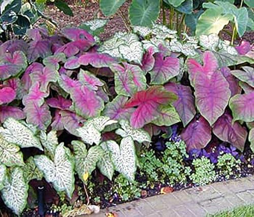White Caladium - Dwarf Candidum - Top Roots