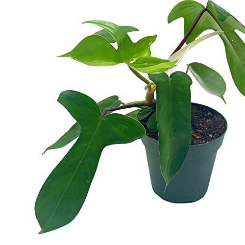 Philo Florida Beauty, 4 inch Philodendron Pedatum