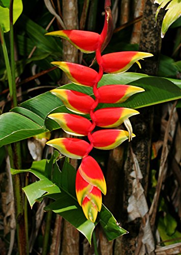 Hanging Lobster Claw Heliconia Live Plant