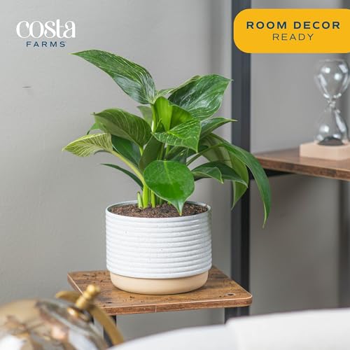 Live Philodendron Birkin in Modern Planter