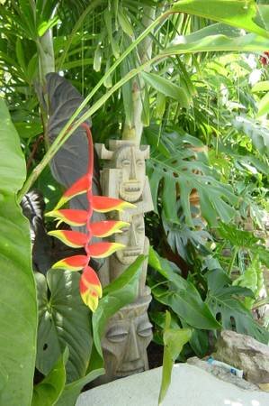 Hanging Lobster Claw Heliconia Live Plant