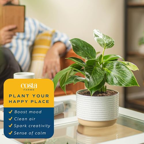 Live Philodendron Birkin in Modern Planter