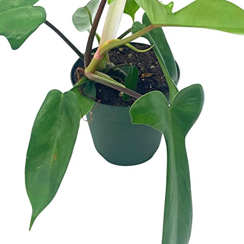 Philo Florida Beauty, 4 inch Philodendron Pedatum