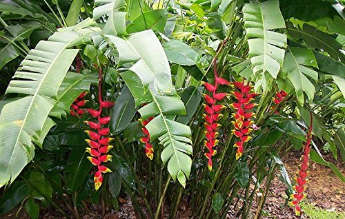 Hanging Lobster Claw Heliconia Live Plant