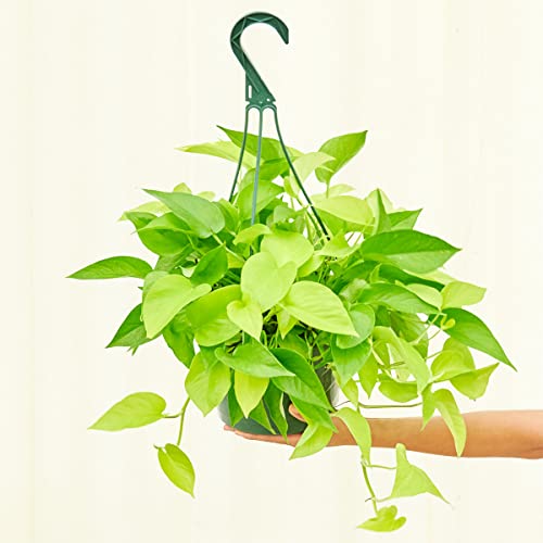 Neon Pothos Houseplant - 8 inch pot
