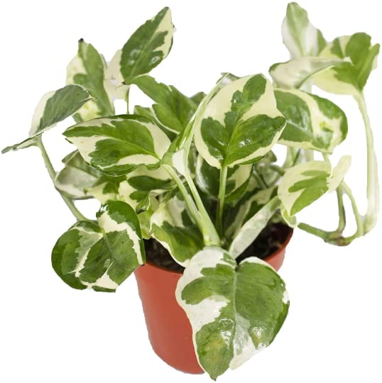 Pearls & Jade Pothos - 4" Tropical Plant