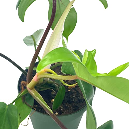 Philo Florida Beauty, 4 inch Philodendron Pedatum