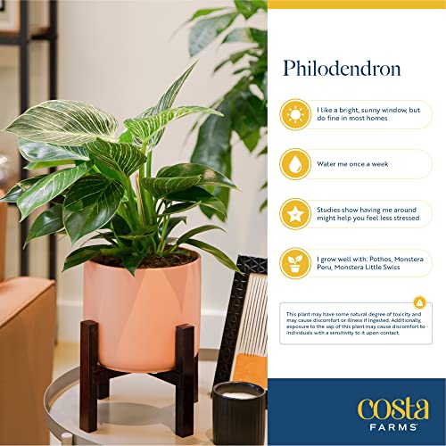 Live Philodendron Birkin in Modern Planter
