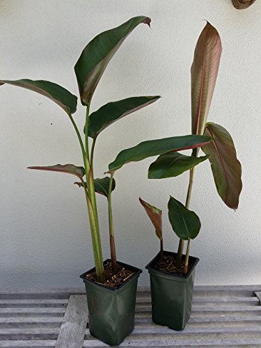Hanging Lobster Claw Heliconia Live Plant