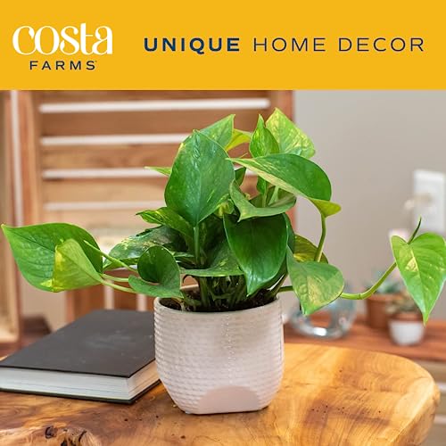 Pothos Houseplant in Flower Pot for Home Décor