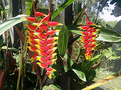 Hanging Lobster Claw Heliconia Live Plant