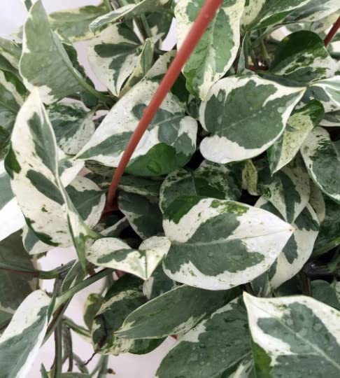 Pearls & Jade Pothos - 4" Tropical Plant
