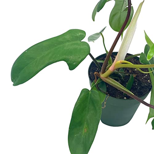 Philo Florida Beauty, 4 inch Philodendron Pedatum