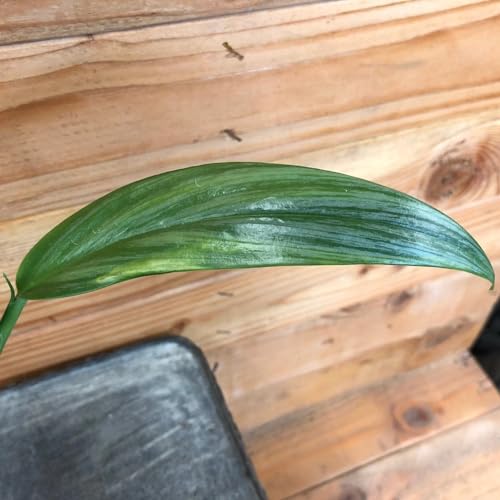 Epipremnum Amplissimum Silver Streak, 4" Plant