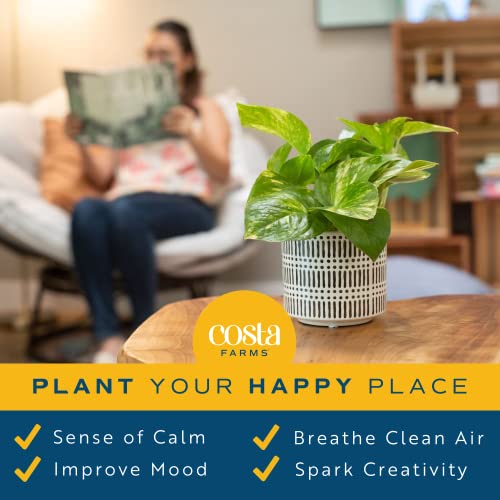Pothos Houseplant in Flower Pot for Home Décor