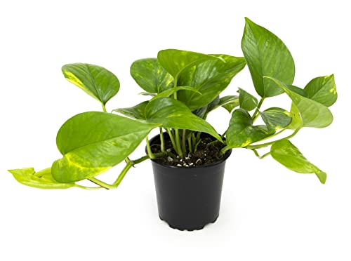 Golden Pothos Trailing Houseplant by Plants for Pets