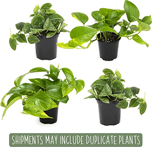 4-Pack Live Pothos Houseplants by Plants for Pets