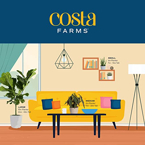 Pothos Houseplant in Flower Pot for Home Décor