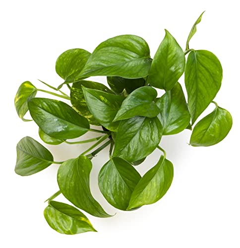 Golden Pothos Trailing Houseplant by Plants for Pets