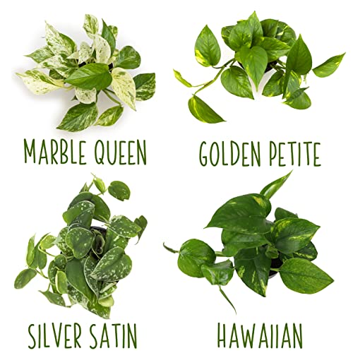 4-Pack Live Pothos Houseplants by Plants for Pets
