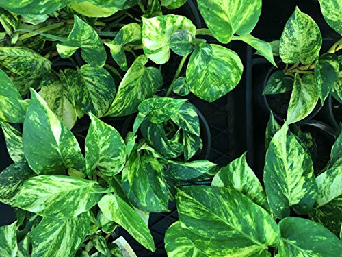 Devil's Ivy Pothos Plant - Live Plant in a 6 Inch Pot - Epipremnum Aureum - Beautiful Easy to Grow Air Purifying Indoor Plant