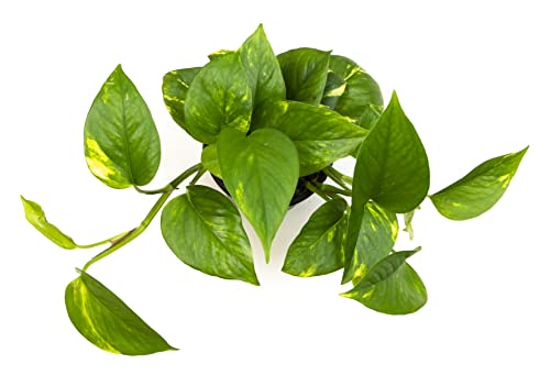 Golden Pothos Trailing Houseplant by Plants for Pets