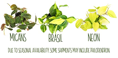 4-Pack Live Pothos Houseplants by Plants for Pets