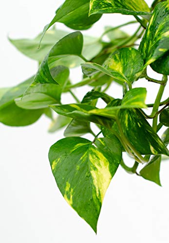 Devil's Ivy Pothos Plant - Live Plant in a 6 Inch Pot - Epipremnum Aureum - Beautiful Easy to Grow Air Purifying Indoor Plant