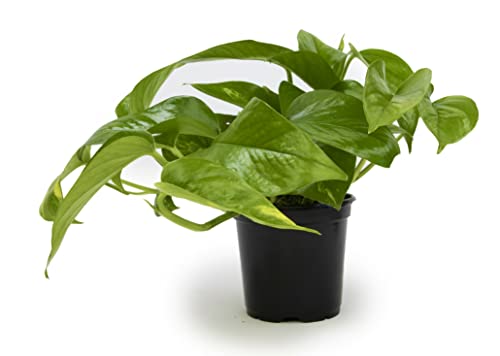 Golden Pothos Trailing Houseplant by Plants for Pets