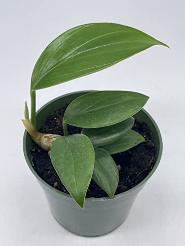 Dragon Tail, 4 inch Pot, Epipremnum pinnatum, Centipede tongavine, Dragon-Tail Plant