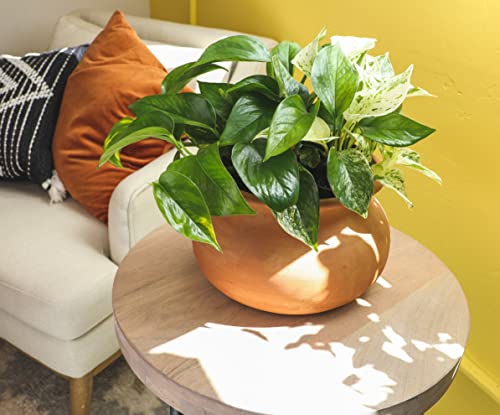 4-Pack Live Pothos Houseplants by Plants for Pets