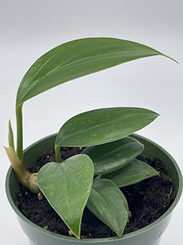 Dragon Tail, 4 inch Pot, Epipremnum pinnatum, Centipede tongavine, Dragon-Tail Plant
